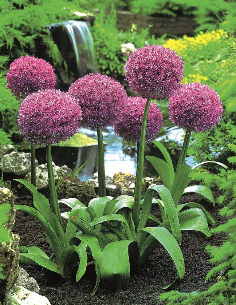 How to grow alliums, Globemaster at the back of a border