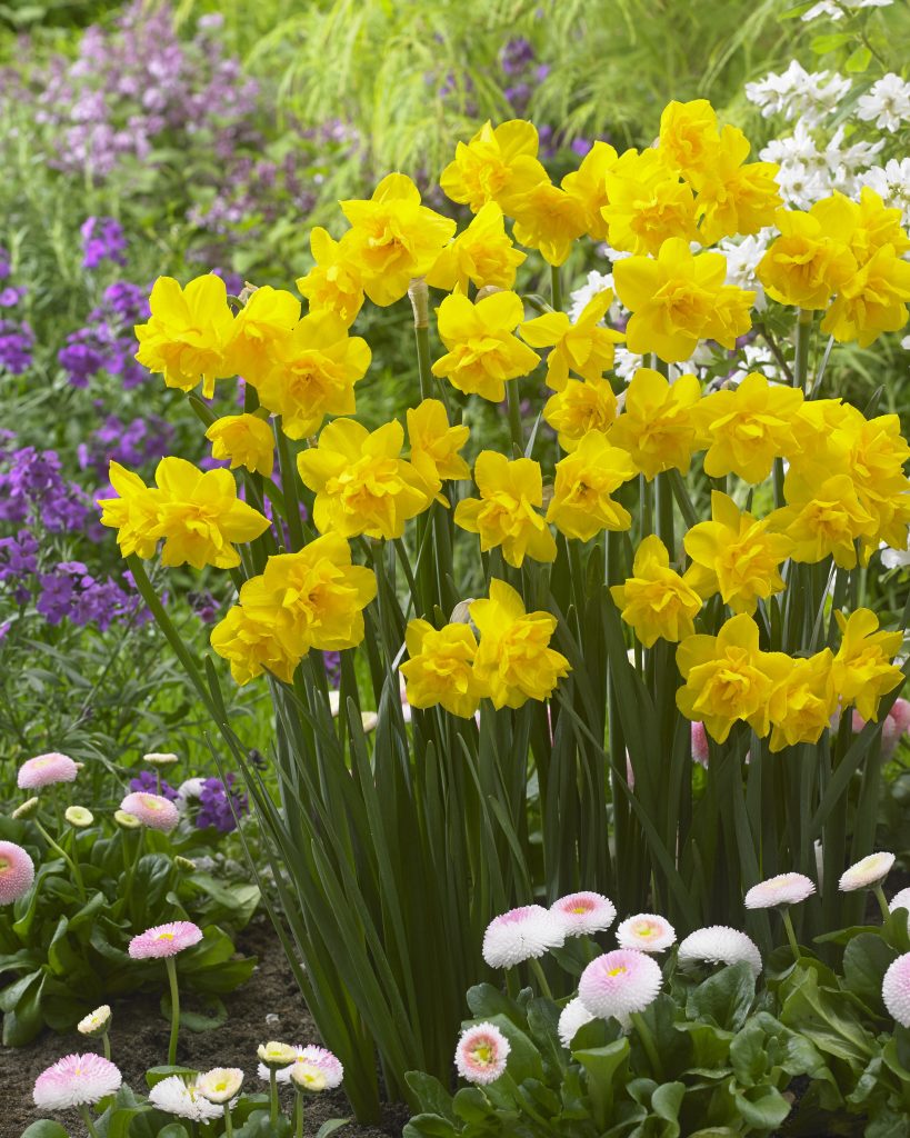 A clump of the golden yellow double daffodil Golden Delicious in a spring border