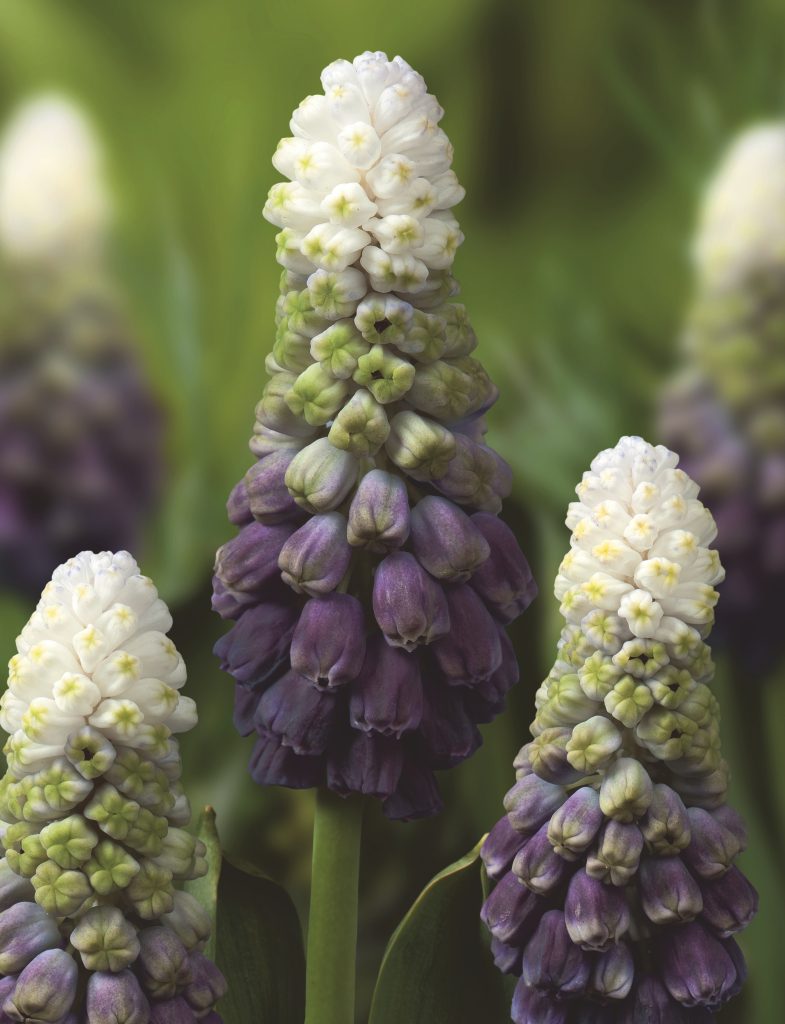 Muscari Grape Ice, rich purple florets tipped with white