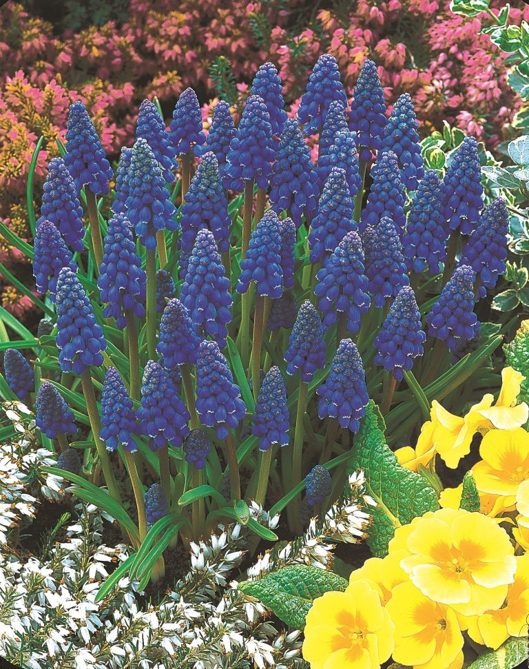 Muscari Heavenly Blue, the classic bottom layer of a combination