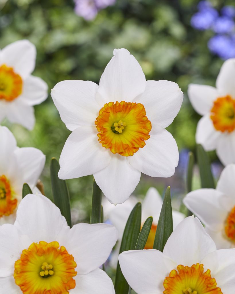 Narcissus Infinity Joy