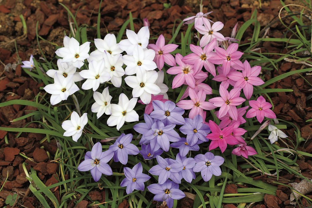 Ipheion Mixed