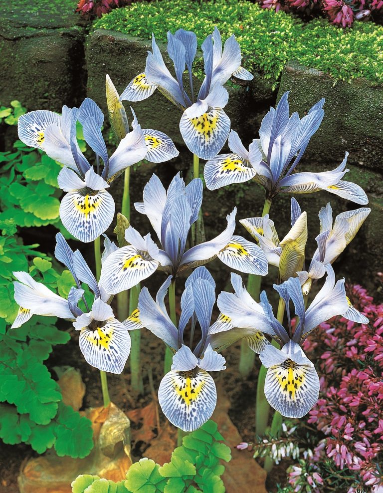 Iris reticulata Katharine Hodgkin