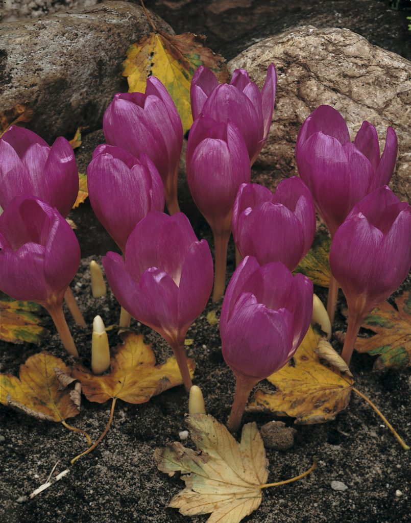 Lilac Bedder