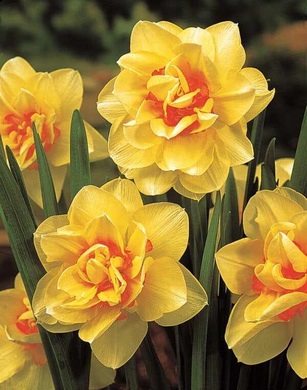 Narcissus Manly