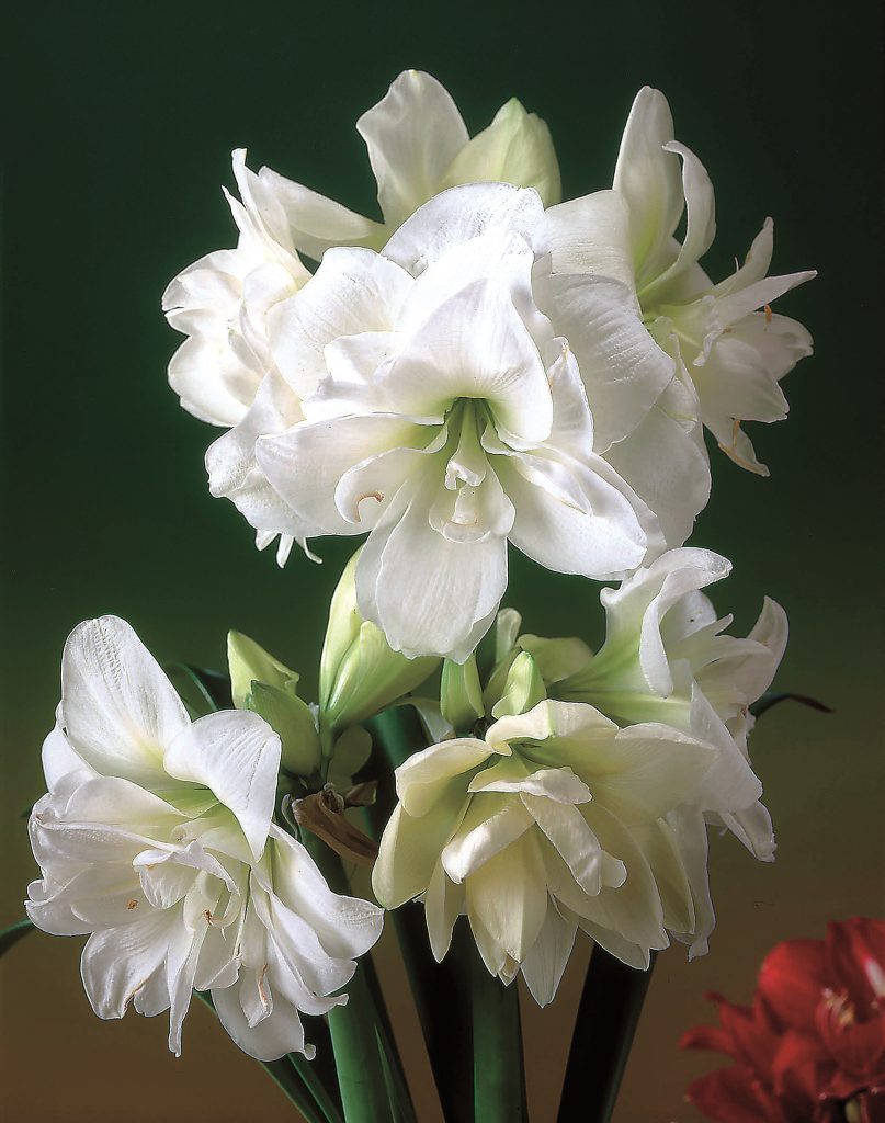 Amaryllis Marilyn, fully double pure white flowers