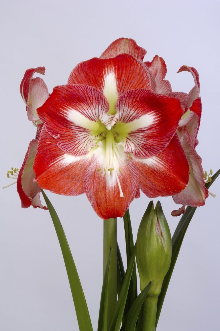 Amaryllis Minerva, white petals broadly edged brick red