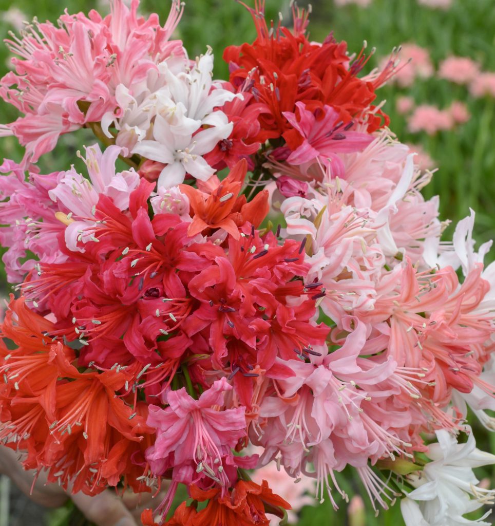 Sarniensis (Red)