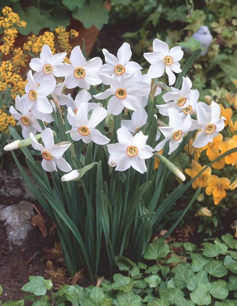 Old Pheasant’s Eye, the latest and most strongly scented daffodil