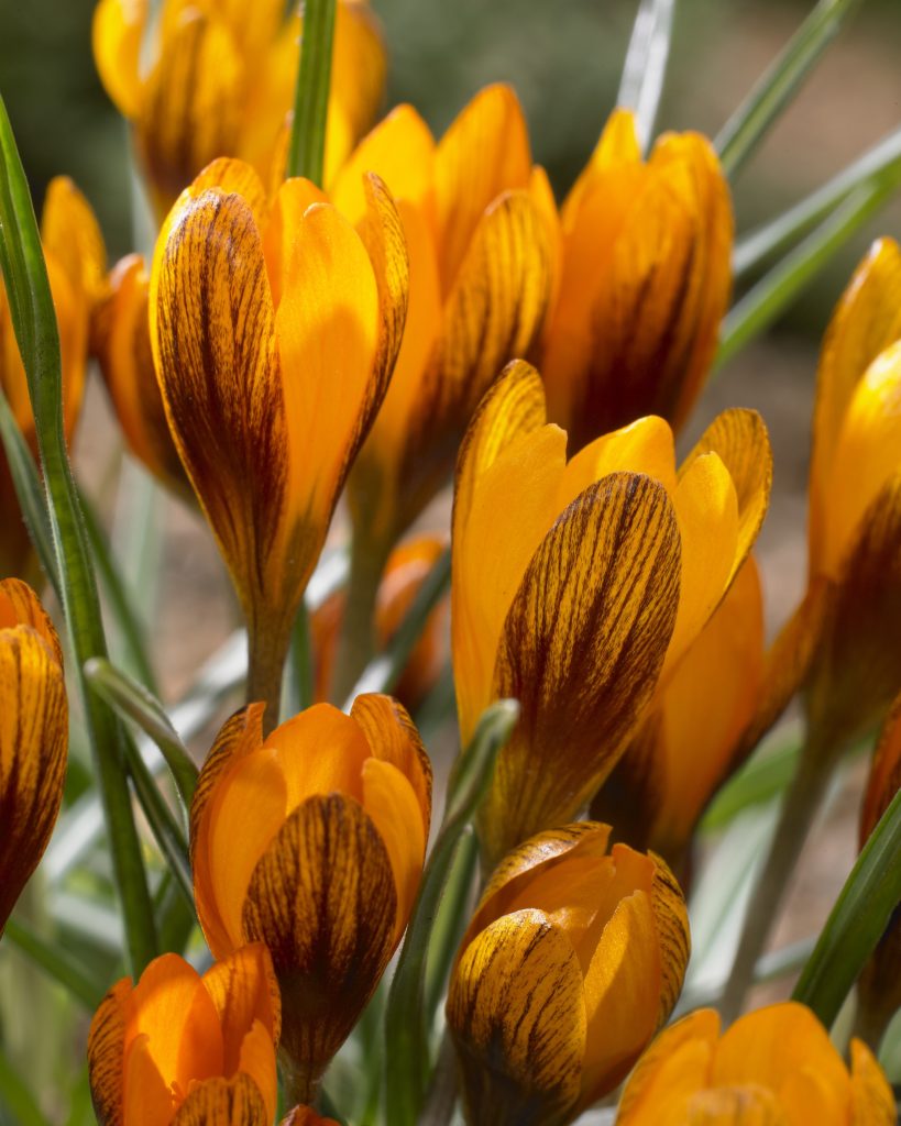 Crocus, bright and early in the same sun