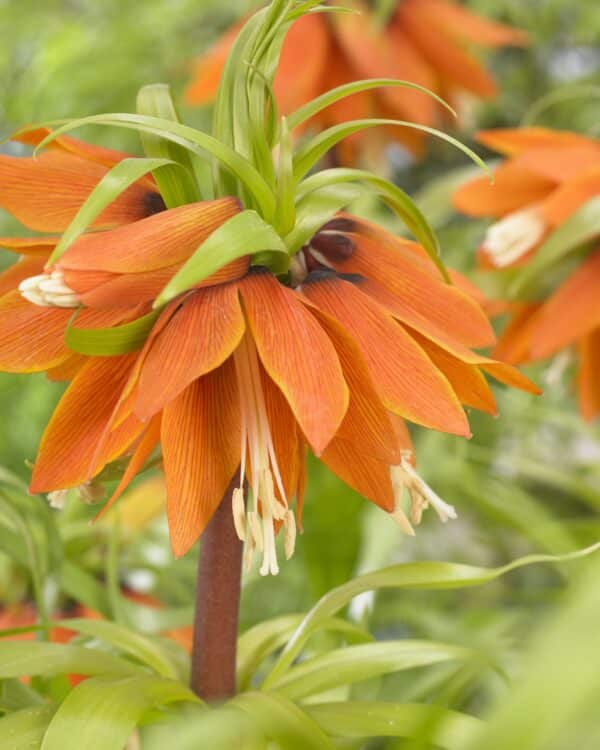 Fritillaria imperialis Orange Beauty