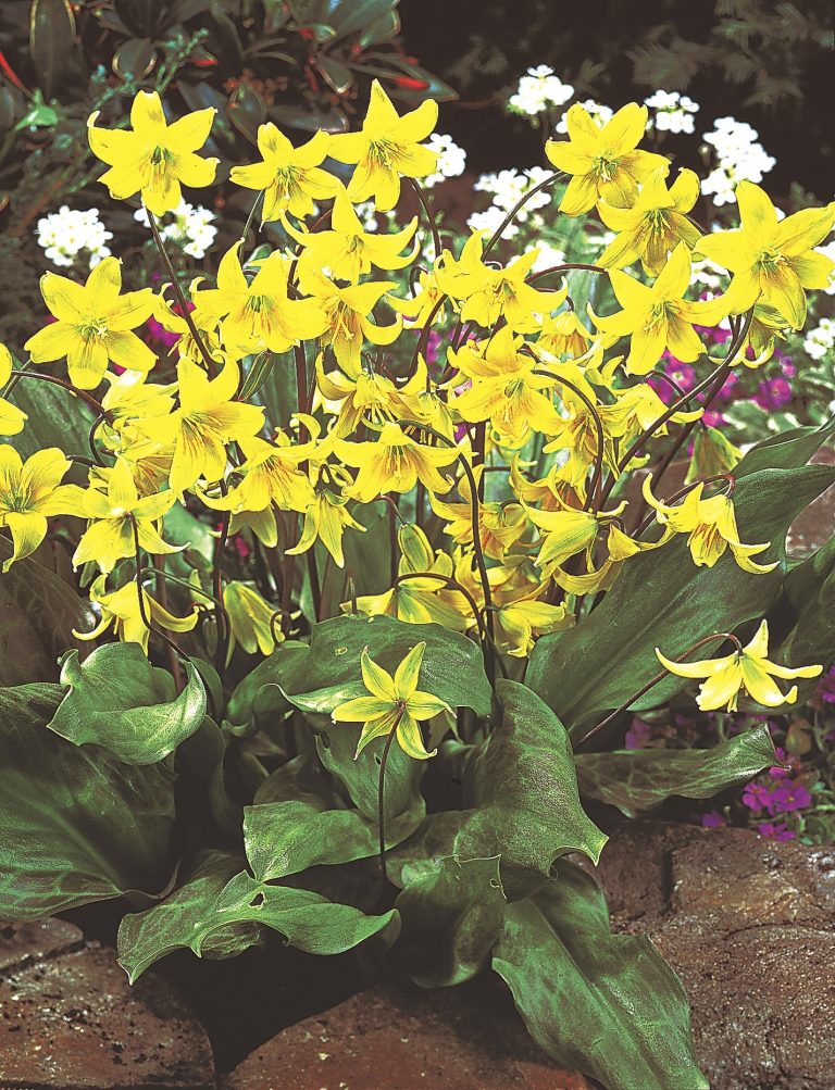Erythronium Pagoda, yellow woodland flowers