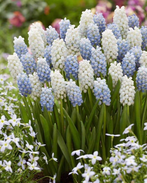 Muscari Peppermint Mixture