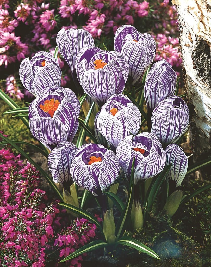 Crocus Pickwick, a large flowering crocus in March