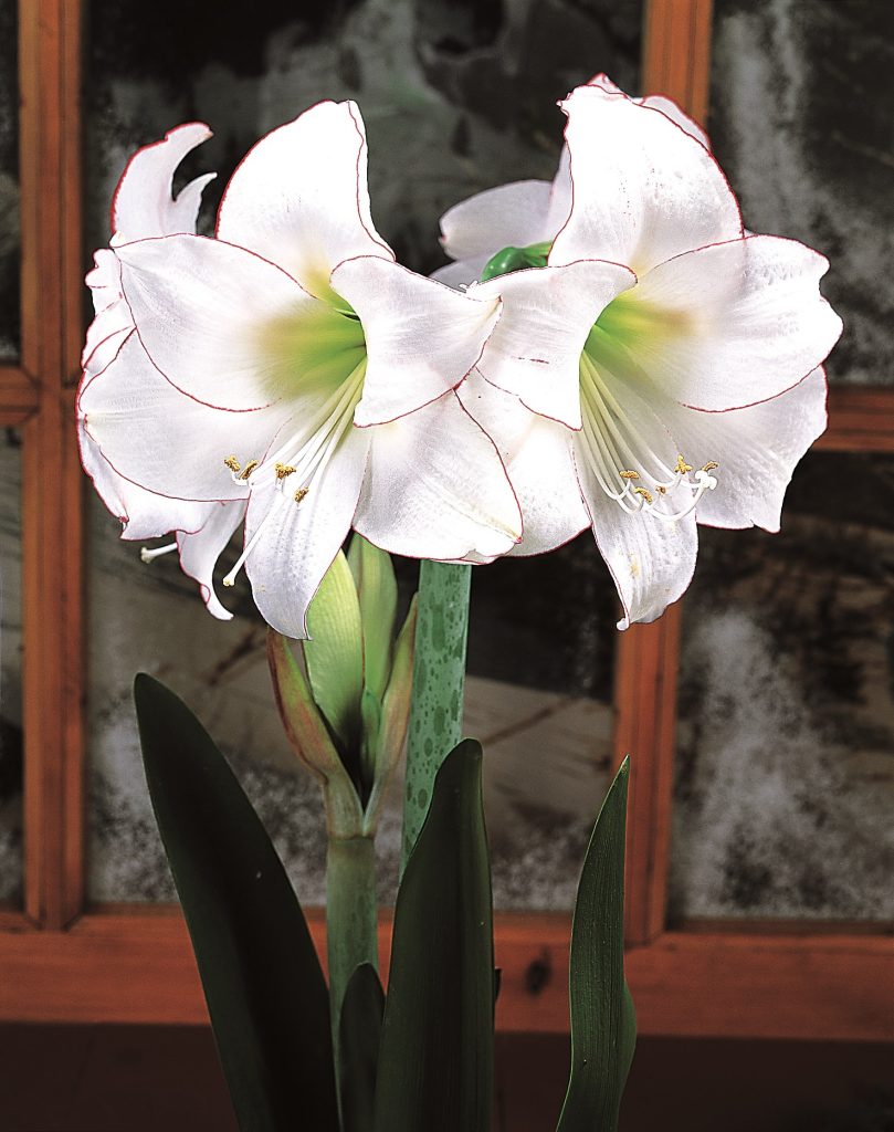 Amaryllis Picotee, white trumpet edged in red