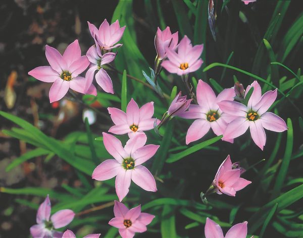 Pink Lady