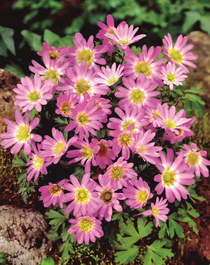 Pink Star