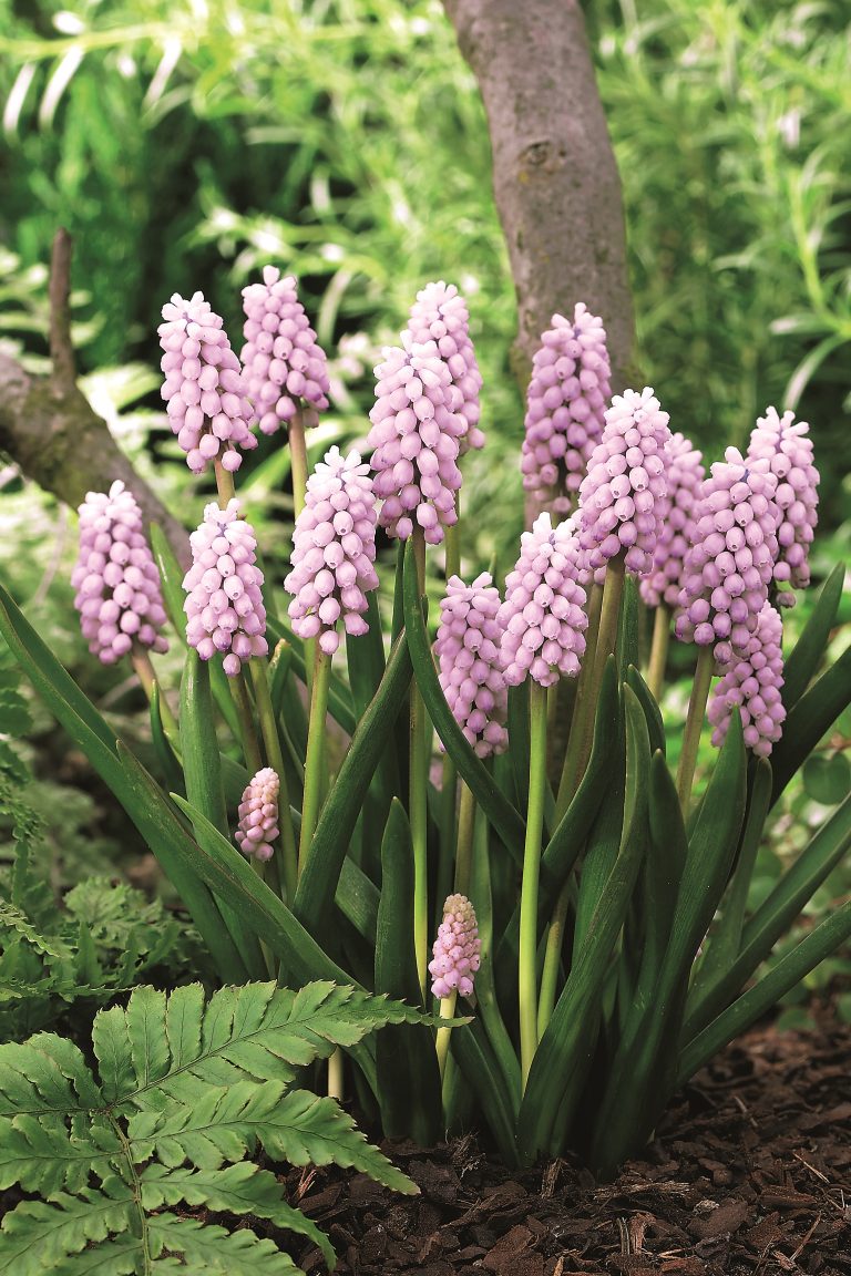 Muscari Pink Sunrise, dainty heads of blush pink florets