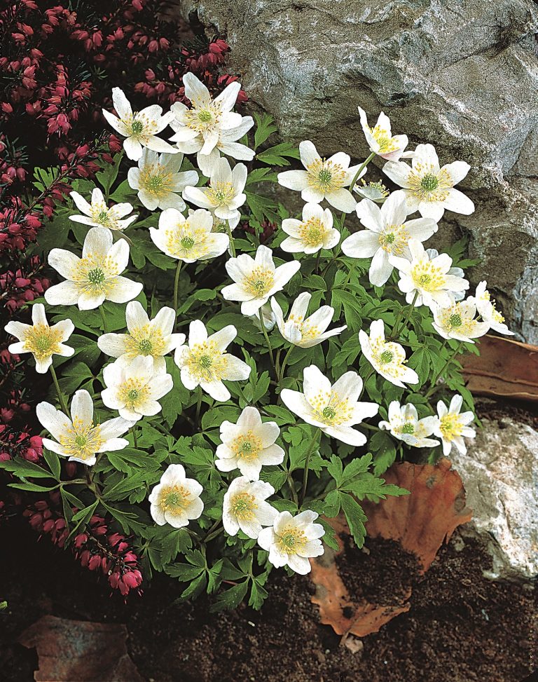 Wood anemone Purity, white flowers for shade