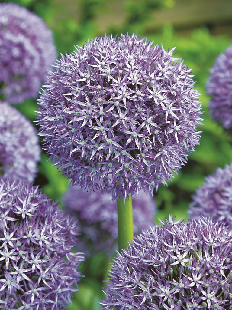 Purple Cailla