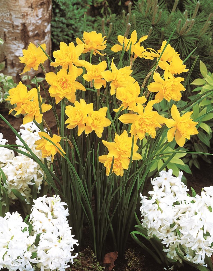 Queen Anne's Jonquil