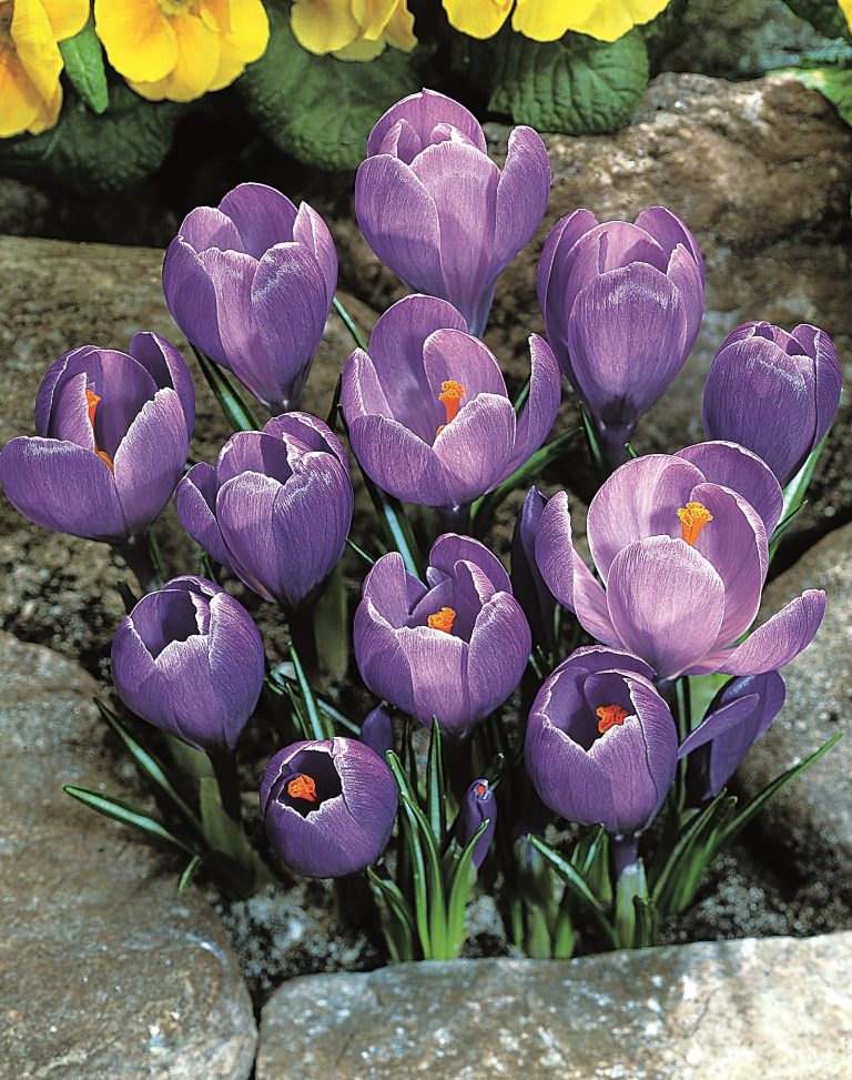 Crocus Queen of the Blues, a large flowering crocus in March