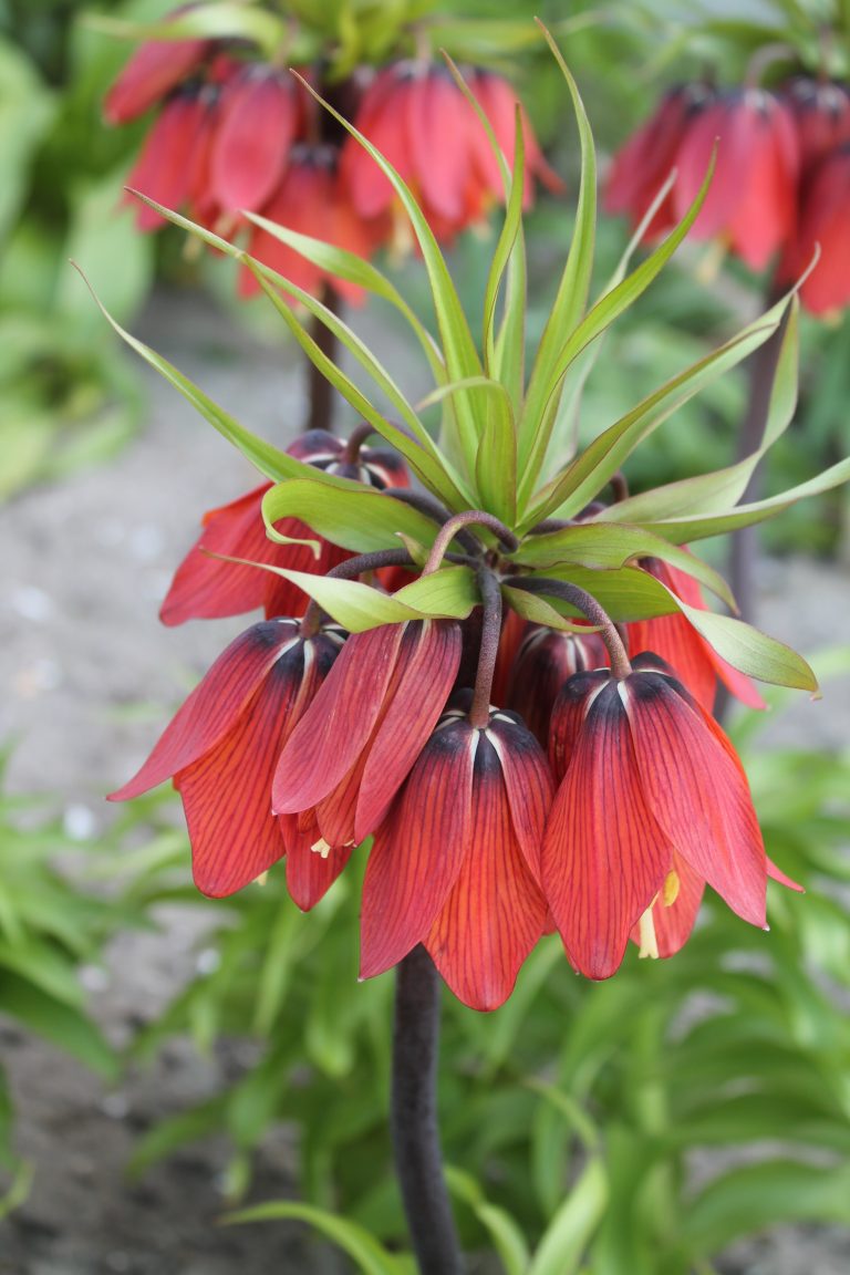 Crown imperial Red Beauty, luminous scarlet bells