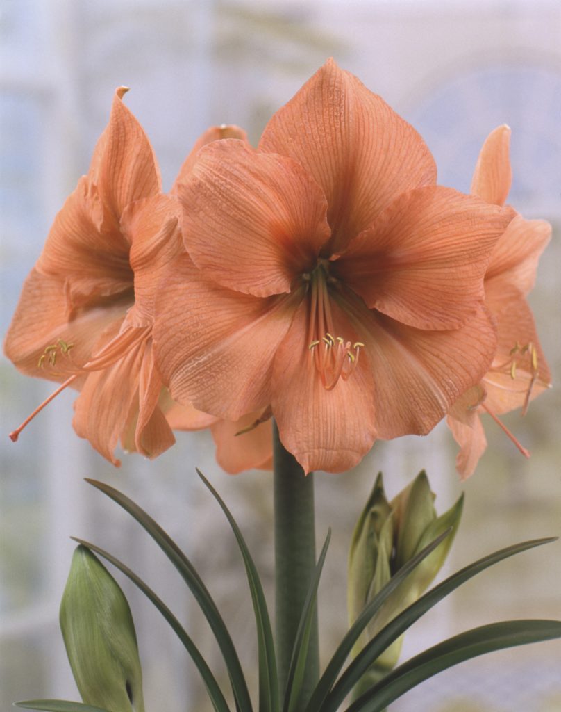 Amaryllis Rilona, apricot orange trumpets on a single stem