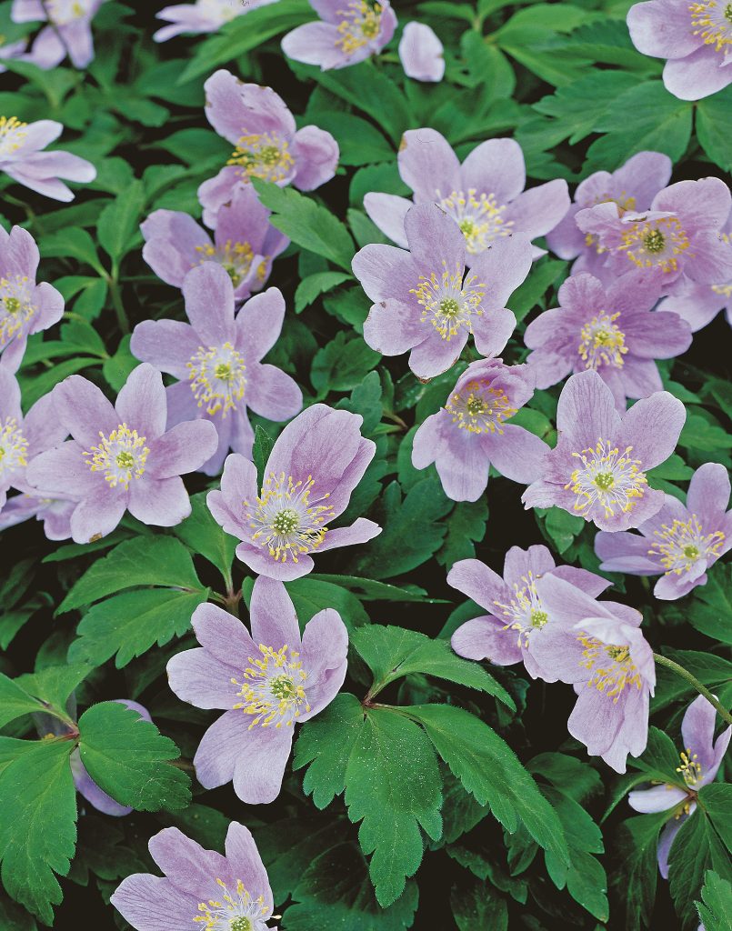 Robinsoniana