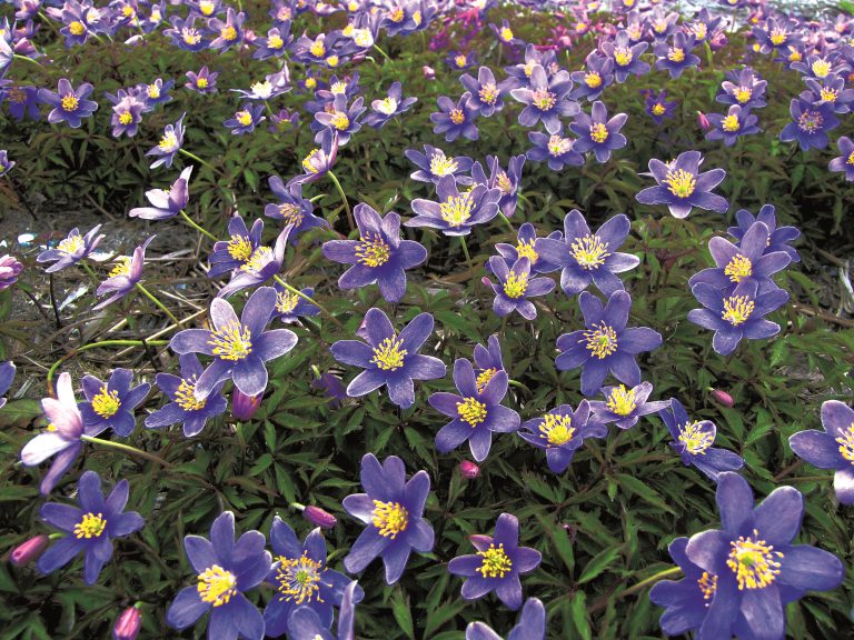 Anemone nemorosa Royal Blue, deep sky blue wood anemone