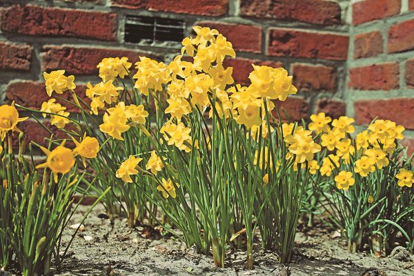 A drift of Sabrosa daffodils flowering in golden yellow beneath a brick wall