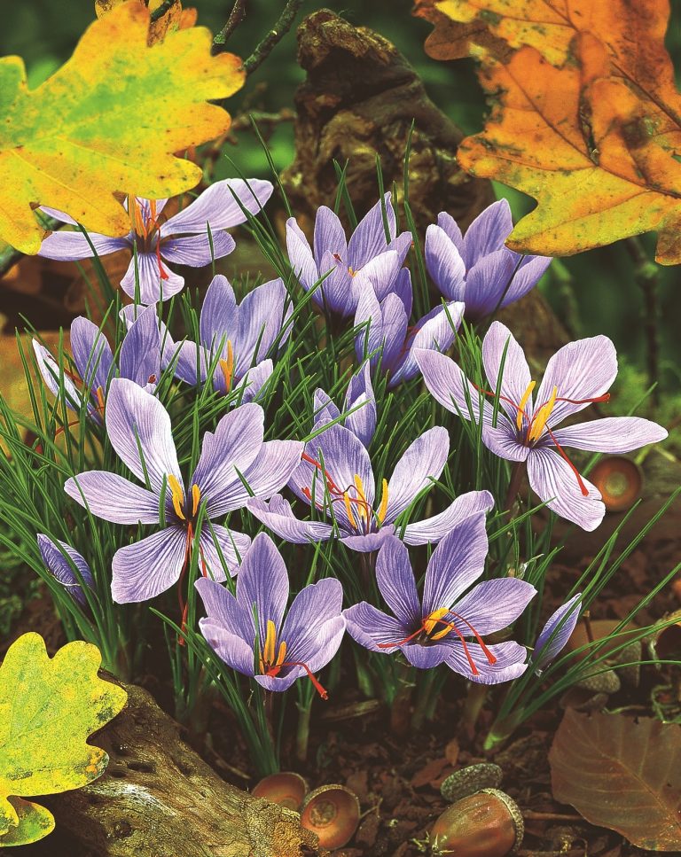 Crocus sativus in October, the three red stigmas that make saffron
