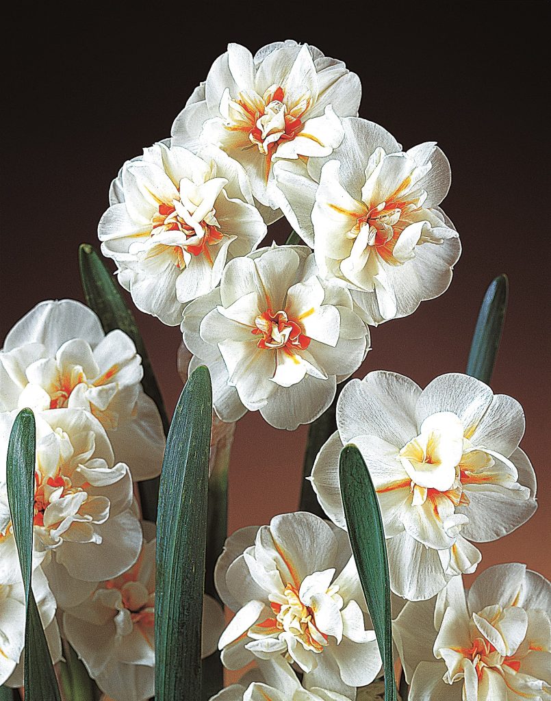 Narcissus Sir Winston Churchill, double white flowers flecked orange at the centre