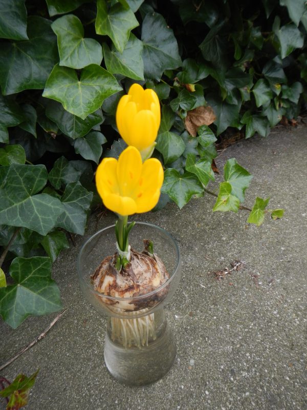 Sternbergia lutea