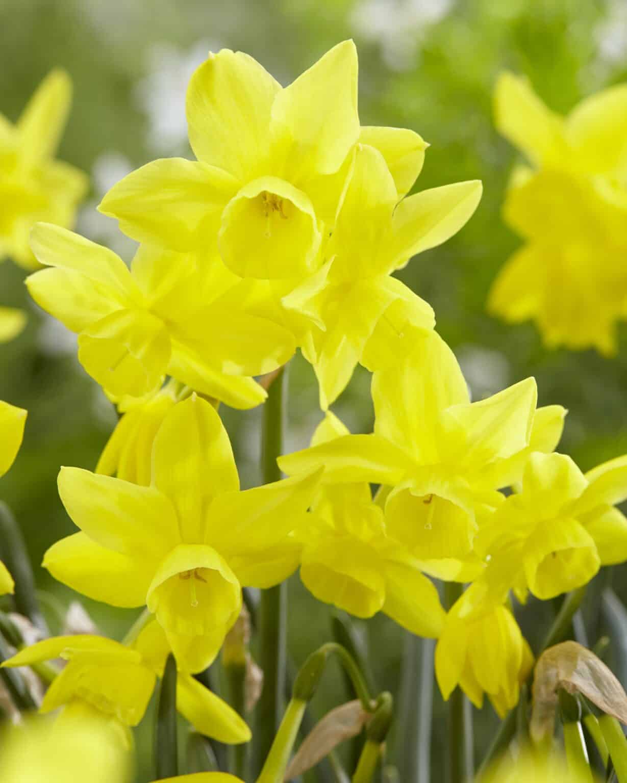 Buy Sunlight Sensation Bulbs Online - Autumn, Daffodils, Triandrus ...