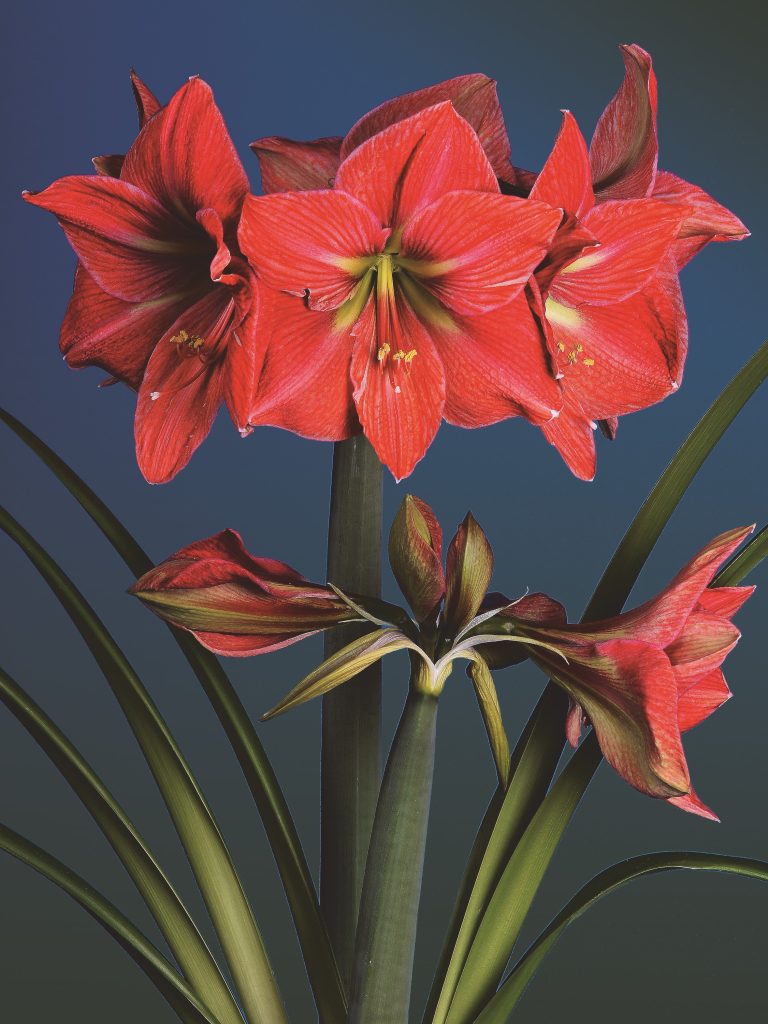 Terracotta Star
