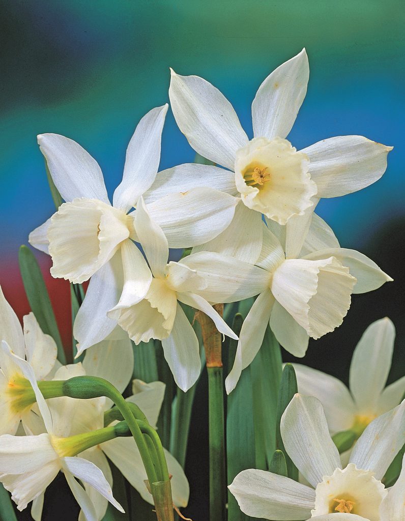 Thalia, a triandrus daffodil for growing in grass