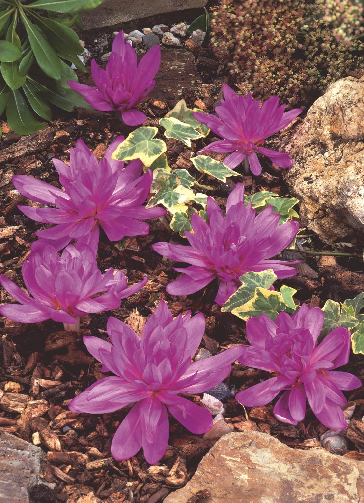 Waterlily