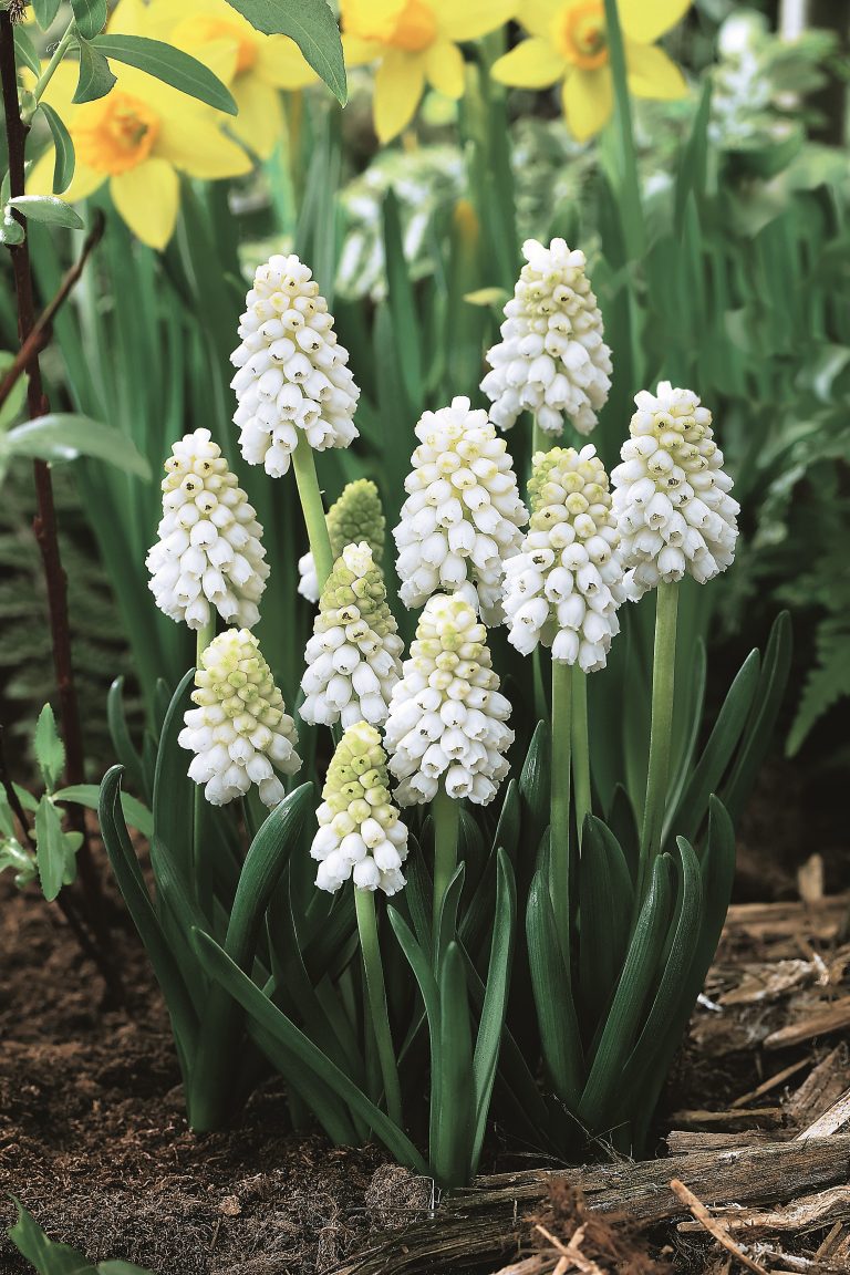 Muscari White Magic, pure white heads on strong stems