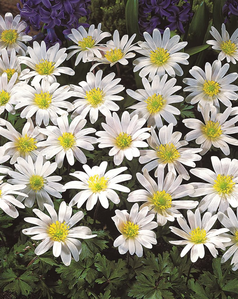 White Splendour