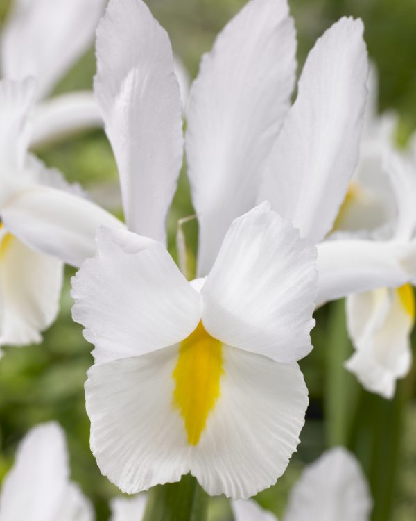 White van Vliet