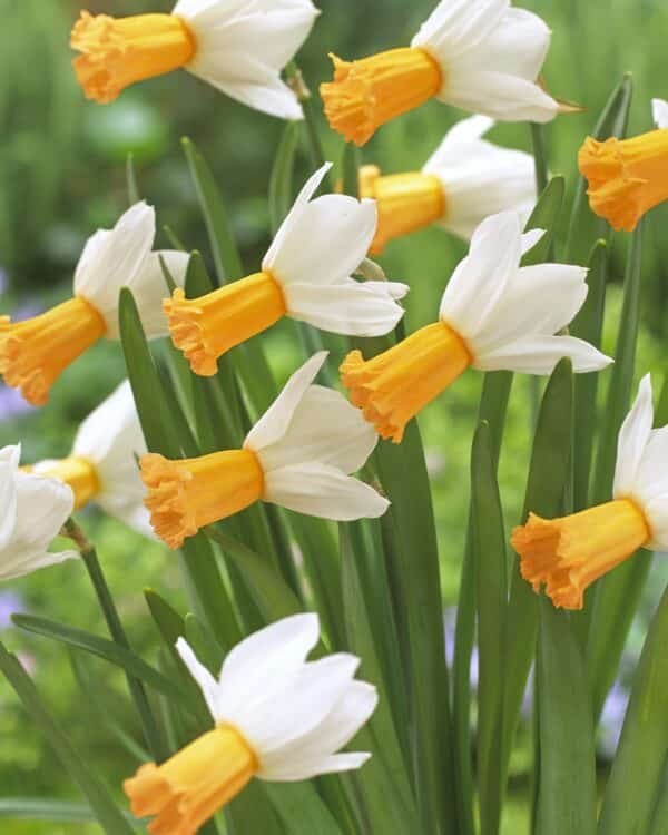 Narcissus Winter Waltz