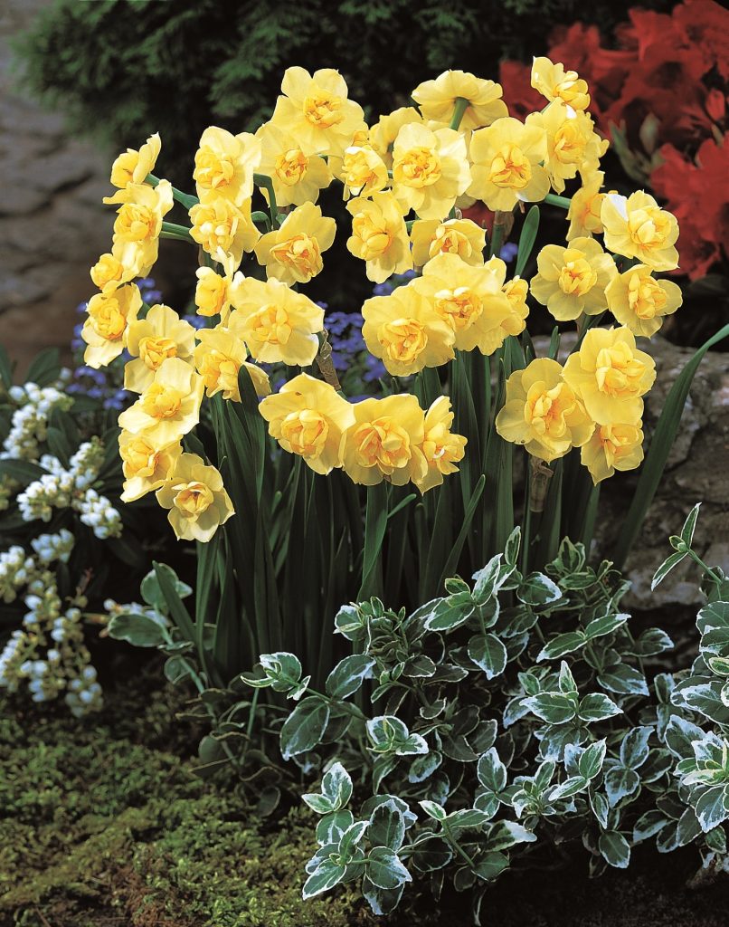 Yellow Cheerfulness