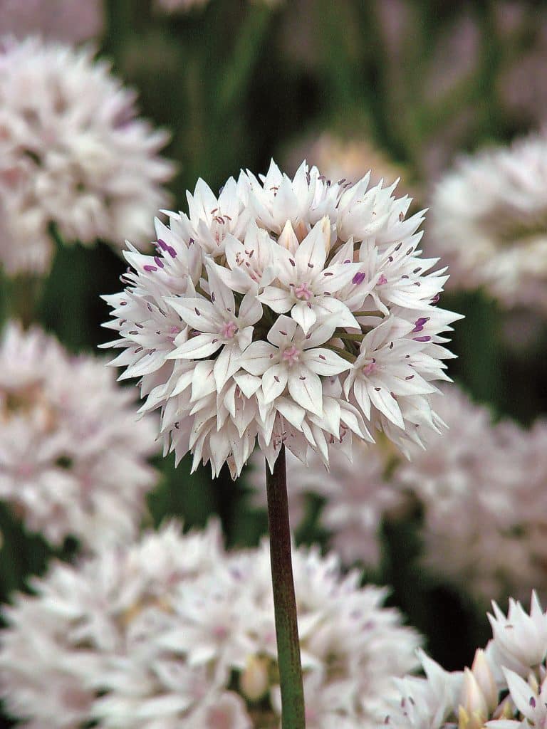 amplectens Graceful Beauty