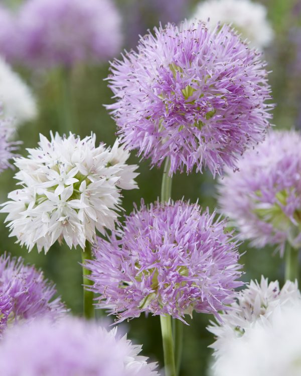 amplectans Graceful Beauty & Rosy Beauty