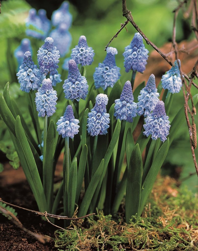 azureum