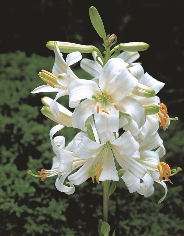 candidum