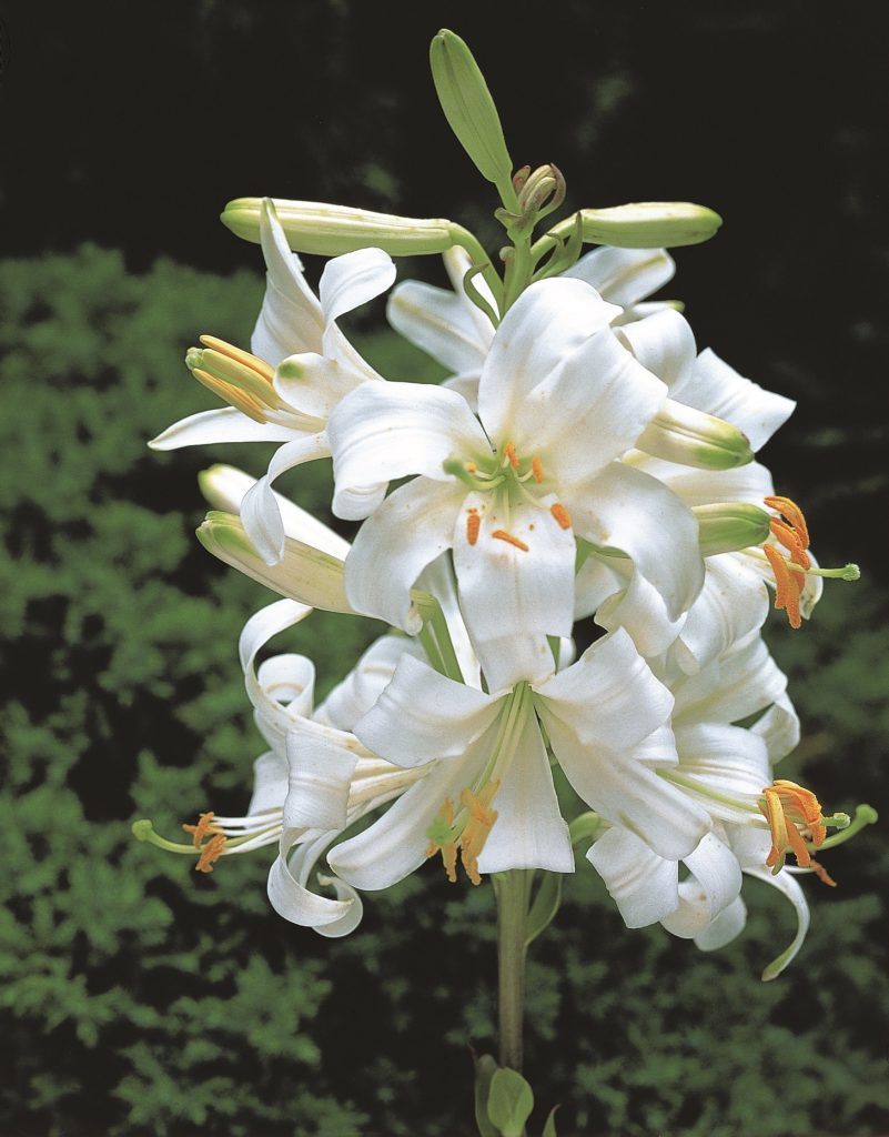 candidum