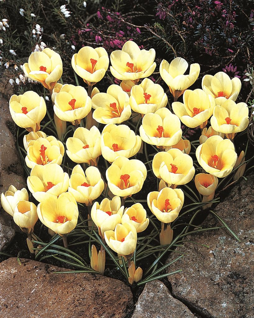 Crocus chrysanthus Cream Beauty spreading in a border