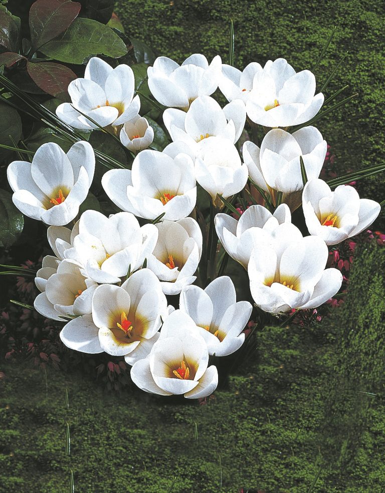 Crocus chrysanthus Snow White, a pure white winter crocus that seeds itself